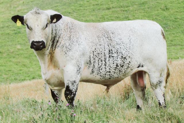 世界上所有牛的品种识别，一种英国杂交牛