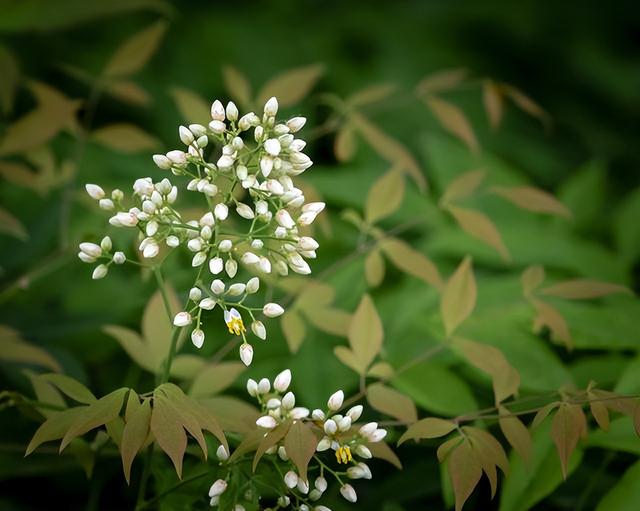 花卉图片及名称大全，常见绿植花卉及名称大全（100种常见花图鉴）