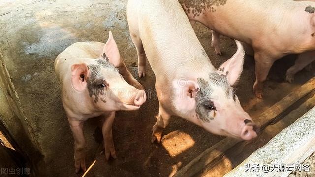 猪链球菌病的临床症状与防治，猪链球菌病的主要症状及治疗方法