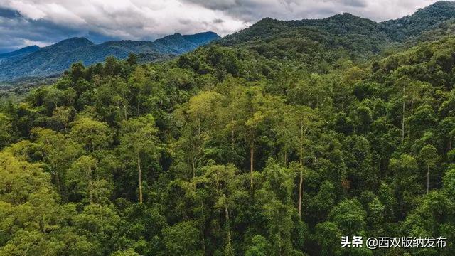 望天树景区跟原始森林去哪个好，望天树景区开园了