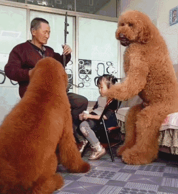 十大新手最好养的狗狗，最适合新手养的狗狗十大排行榜（最适合新手养的6种狗狗）