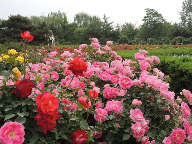 什么花好看又好养，开花好看又好养的花卉（种一盆好看又好养）