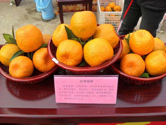 橘子的品种有哪些，柑橘品种有哪些