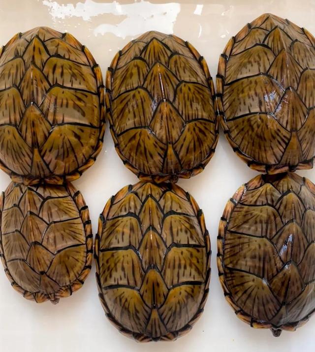 越养越好看的蛋龟，“三大巨蛋”之一的墨西哥巨蛋龟