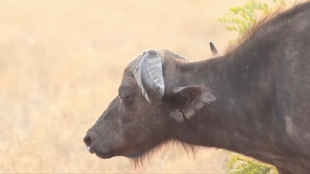 世界上最大的野牛有多重，云南发现8头野牛