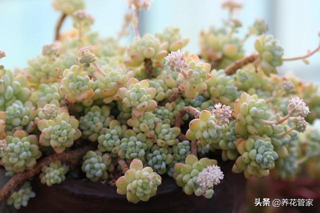 多肉植物种植土，多肉土栽培最佳配方