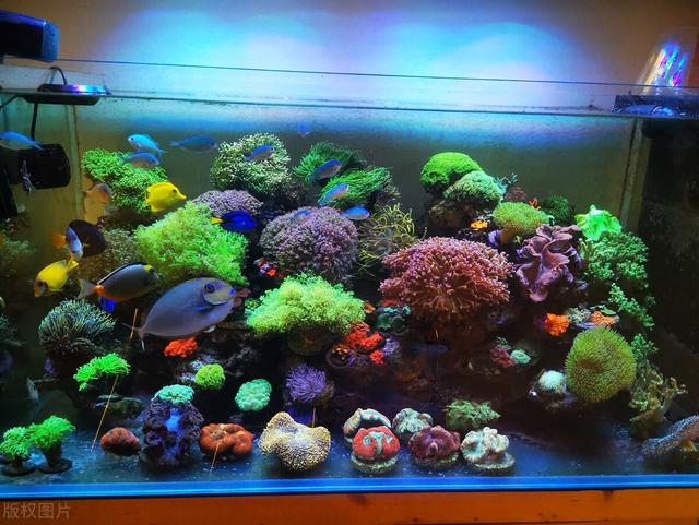 海缸新手教程，海缸入门介绍