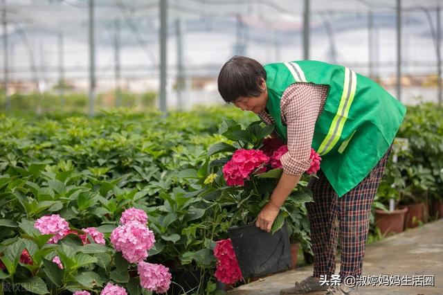 绣球花的种植方法及养护技术，代表希望健康美满