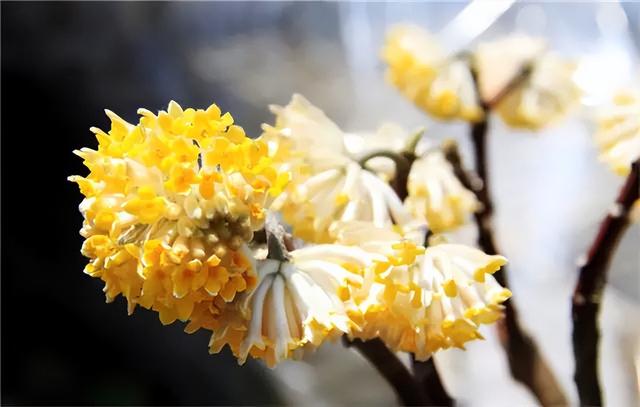 花卉图片及名称大全，常见绿植花卉及名称大全（100种常见花图鉴）