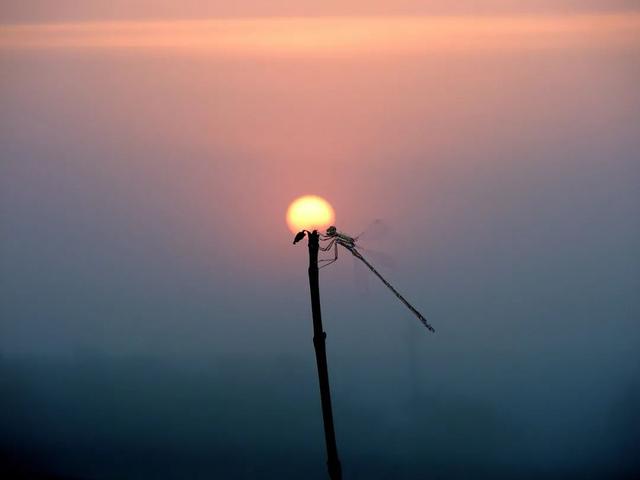 每日禅语人生感悟，50句智慧禅语人生无常