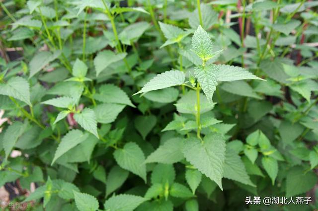 野菜的种类和图片大全，四季野菜图文大全（最美味的15种野菜）