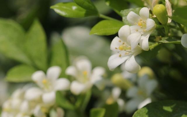 周杰伦七里香封面在哪拍的，我是最后一个知道