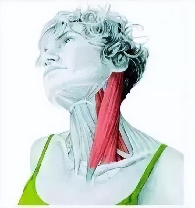 10分钟懒人拉伸训练动作，这6组33个拉伸动作绝了