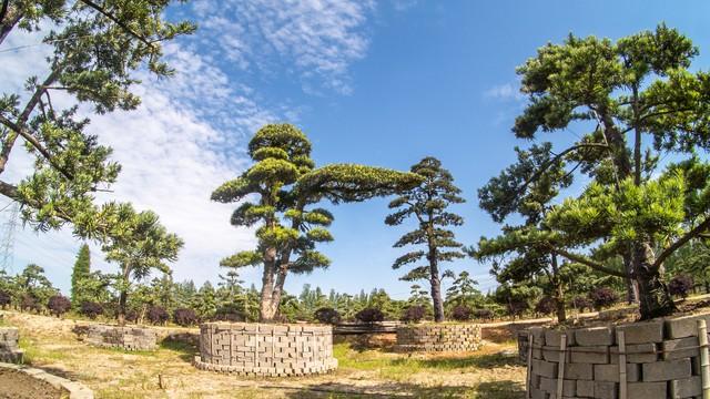 2米高罗汉松价格多少，2米高罗汉松价目表