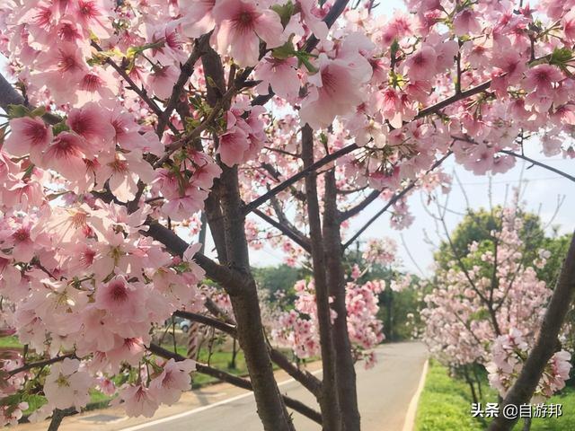 日本赏樱花著名景点，这些赏樱地等你打卡