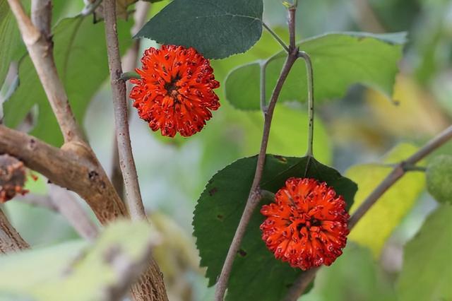 花卉图片及名称大全，常见绿植花卉及名称大全（100种常见花图鉴）