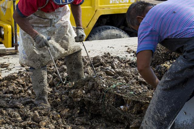 一般的生蚝可以生吃吗，到底能不能生吃