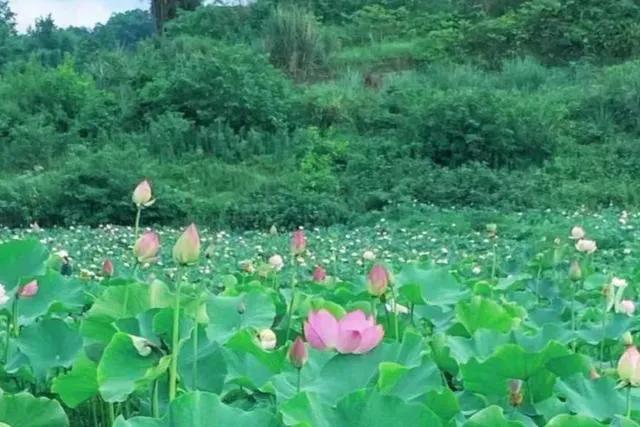 重庆荷花网红打卡地，重庆新晋网红打卡地美心