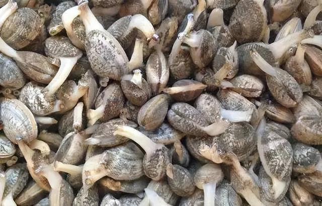 花蛤豆腐汤的家常做法，暖心暖胃超好喝