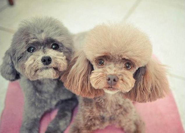 泰迪最长可以活多少年，最新研究称泰迪寿命或可达20岁