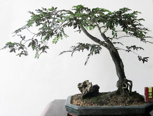 小叶紫檀盆景图片，小叶紫檀盆景养护技巧（盆景首选小叶紫檀）