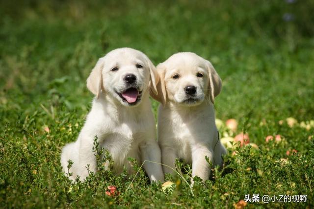 拉布拉多寻回犬，拉布拉多犬寻回犬的优点和缺点