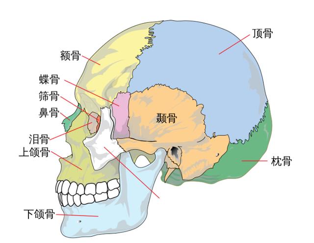 人的祖先是鱼吗，科学家证实人类是鱼进化而来