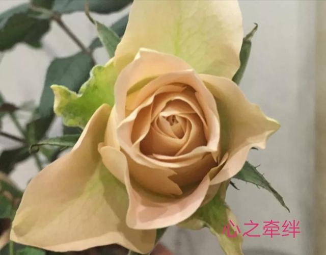 切花月季哪几个品种比较好，常见切花月季一览