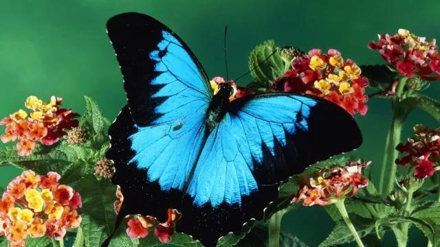 世界八大名贵蝴蝶，世界十大名贵蝴蝶