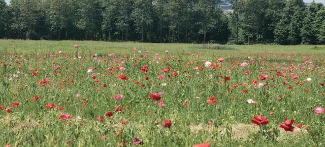 9月成都周边最适合露营，不出成都市区打卡9大露营野餐拍照地