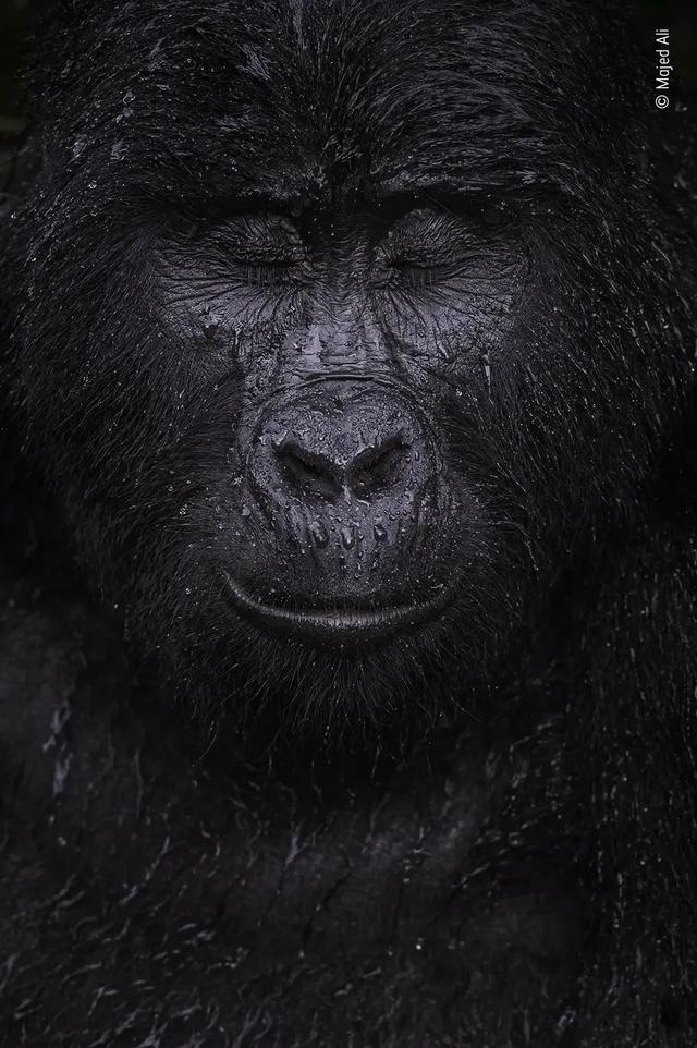 国际顶级野生动物摄影比赛，第58届国际野生生物摄影年赛中国首展开幕