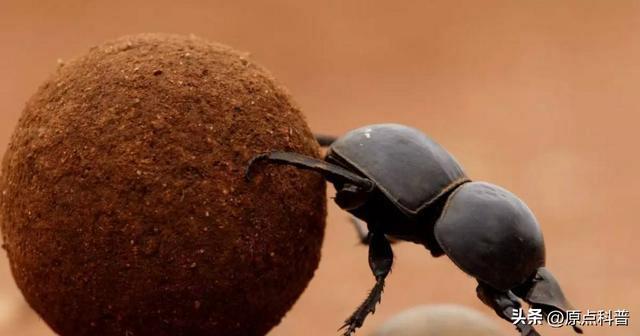 盘点童年玩过的十种昆虫，童年玩过的10种昆虫