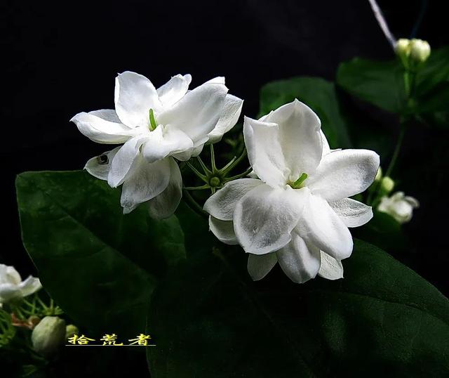 茉莉花代表的寓意是什么,好一朵茉莉花象征 茉莉花代表的寓意是什么,好一朵茉莉花象征