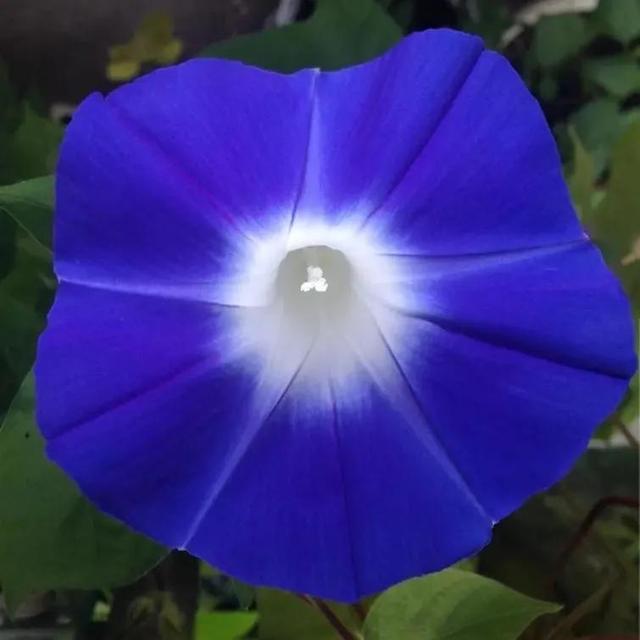 做梦也没想到牵牛花能开成这个样子，斗牛牛心脏（周公解梦：梦见这四种花草）