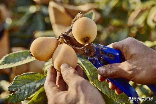 同样是大五星枇杷，四川米易枇杷几月成熟