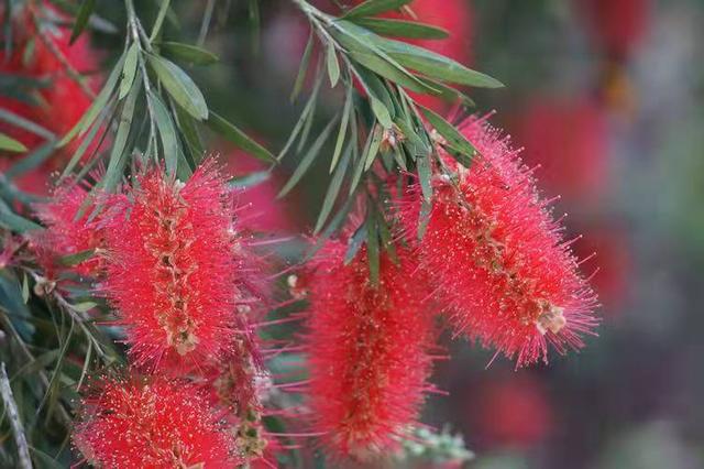 奇花异草160种，25种奇花异草第1集