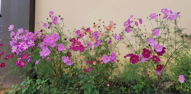 格桑花是什么意思，格桑花是什么意思代表什么（明明那么眼熟的路边花）