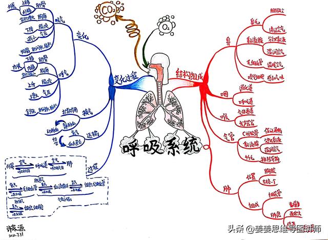 初一生物人体八大系统思维导图，初一全套生物系统图
