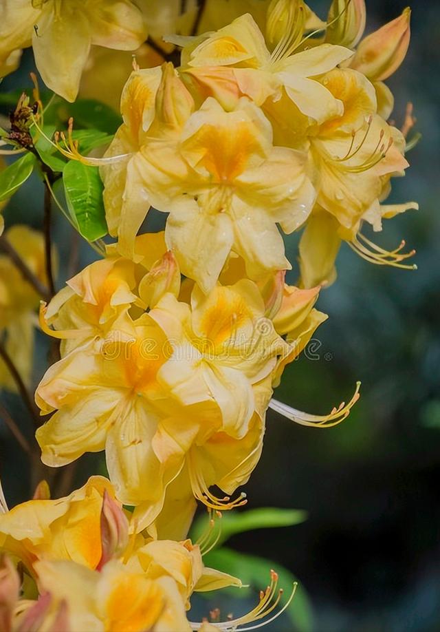 花开有期只为在最美时光里遇见你，一花一深情花如人生
