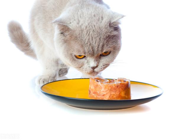 为什么猫咪会呕吐猫粮，猫咪呕吐、吐猫粮是什么原因造成的