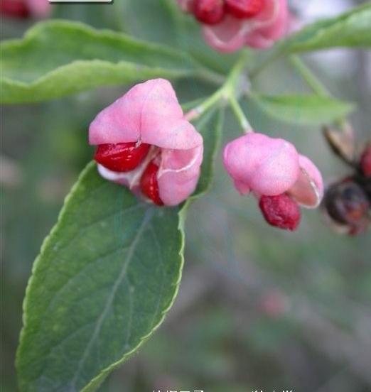 鬼箭羽的功效与作用，鬼箭羽可以大面积种植吗（鬼箭羽是怎样的植物）
