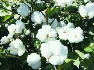 野棉花开花季节，打破碗花花也叫野棉花