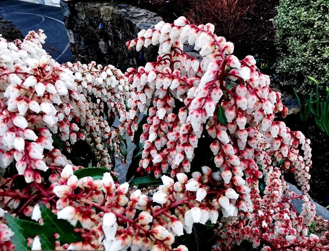 马醉木好不好养，马醉木及其品种介绍