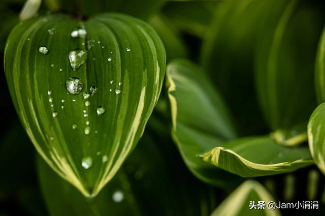 微距怎么拍摄最好，实用技巧微距拍摄基础