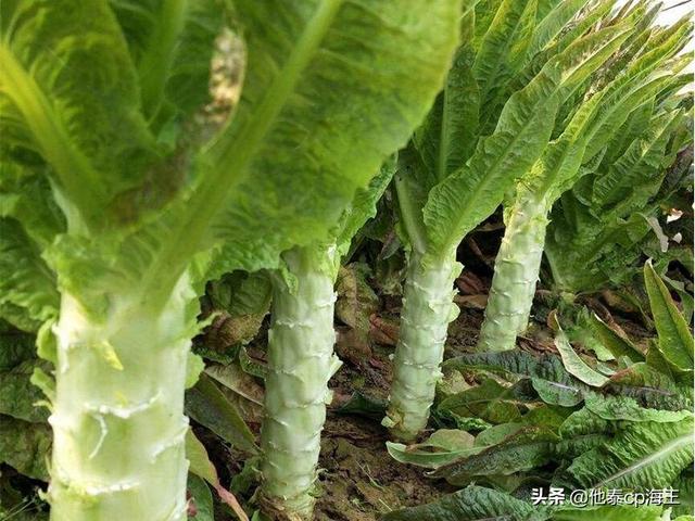 莴苣怎么做才好吃，莴笋这样做太好吃了天天吃都不腻（莴苣这样做才是极品）