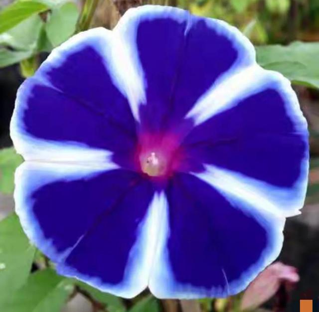 做梦也没想到牵牛花能开成这个样子，斗牛牛心脏（周公解梦：梦见这四种花草）
