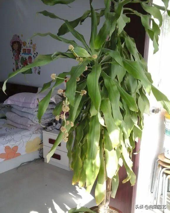 最适合室内阳台的十大植物，10种网红观叶植物