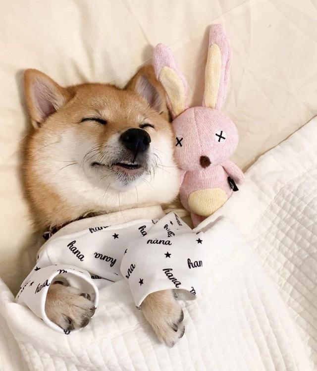 狗狗睡觉时候抖动抽搐，为啥狗狗睡觉时抽搐（狗狗睡觉有点抽搐是什么原因）