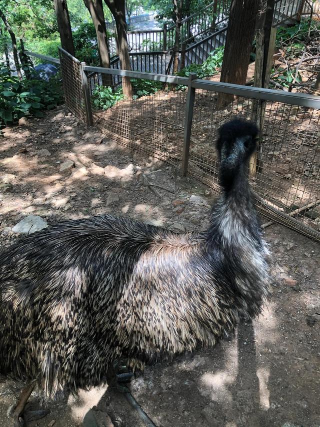 昆明动物园门票，昆明动物园都在哪里（核酸要求开放时间和票价都给你准备好了）
