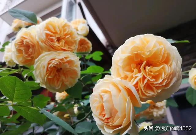 玛格丽特王妃月季，玛格丽特王妃花苞（最值得养的“月季”）